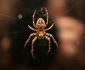 Extermination d'insectes à Boisbriand araignée