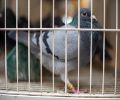 Capture de pigeon à Boisbriand