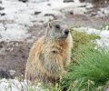 Extermination de marmotte à Boisbriand