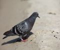 Capture pigeon Boisbriand