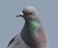 Extermination de pigeon à Boisbriand