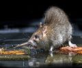Extermination de rats à Boisbriand Problème de rats