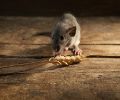 Exterminateur de souris à Boisbriand